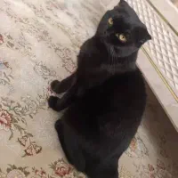 گربه ماده اسکاتیش