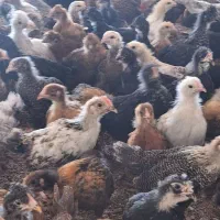 جوجه مرغ وخروس محلی رسمی۳۵روزه واقع در ورامین