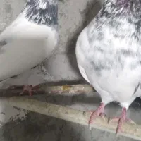 کبوتر کله دم سبز