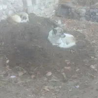 دو عدد سگ|سگ|سیلوانه, |دیوار