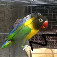 جفت طوطی برزیلی یقه زرد مولد واقعی|پرنده|تهران, تهرانسر غربی|دیوار