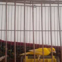 قناری|پرنده|قزوین, |دیوار