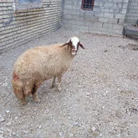 گوسفند|حیوانات مزرعه|ماهیدشت, |دیوار