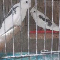 تعدادی جفت عروس با لوازم