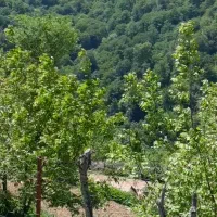 فروش یک قطعه زمین به مساحت ۲۱۰|فروش زمین و ملک کلنگی|فریم, |دیوار