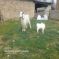 بزبزغاله دار.|حیوانات مزرعه|نگین شهر, |دیوار