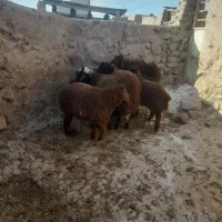 بره نر ریز|حیوانات مزرعه|نیشابور, مازول|دیوار