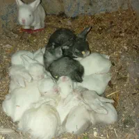 بچه خرگوش های لوپ|موش و خرگوش|یزد, |دیوار