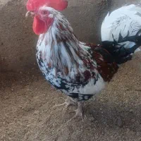 خروس گلین|حیوانات مزرعه|احمدآبادمستوفی, |دیوار