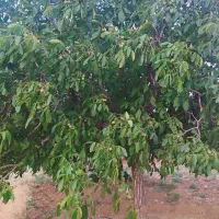 فروش باغ گردو قیمت مناسب