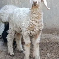 سه عدد بره شیر. یک نر دوتا ماده