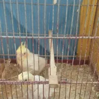 جفت عروس هلندی