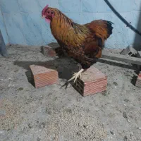 تلویزیون نیه،وی اندوت   خرو س