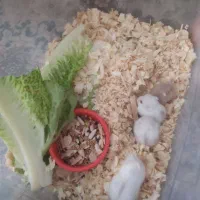 همستر مینیاتوری