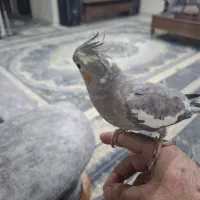 عروس هلندی|پرنده|تهران, بهارستان|دیوار