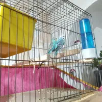 مرغ عشق|پرنده|خورموج, |دیوار