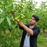 نهال گردو دیرگل با رشد و باردهی عالی