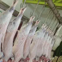 کشتار بره کهره چاق|حیوانات مزرعه|رامهرمز, |دیوار