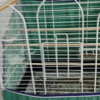 قفس قناری و مرغ عشق و طوطی