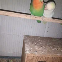 طوطی برزیلی