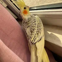 عروس هلندی ماده