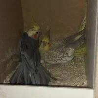 عروس هلندی روی تخم