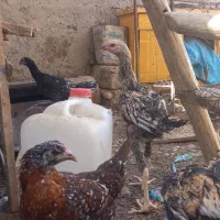 ۶ عدد جوجه خروس صابونی|حیوانات مزرعه|زابل, |دیوار