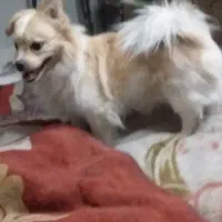 سگ پیدا شده