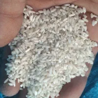 برنج عنبر بو محصول امسال