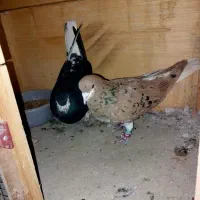 کفتر خوشرنگ هفرنگ