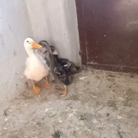 ۳ عدد اردک جوان معاوضه با مرغ