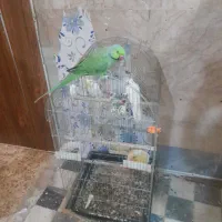 طوطی ملنگووعروس