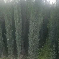 سرو ناز شیراز درجه یک