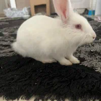خرگوش سفید