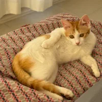 واگذاری بچه گربه فوری