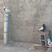 سه عدد کبوتر معاوضه ندارم