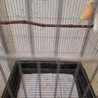 قناری سرخ ماده