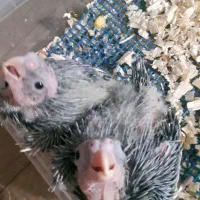 عروس هلندی سرلاکی