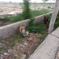 مرغ وخروس میناتوری اصل