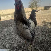 خروس محلی چهل تاج کاکلی فراسوی و...|حیوانات مزرعه|جوادآباد, |دیوار