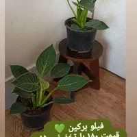 گل سانسوریا|گل و گیاه طبیعی|خواف, |دیوار