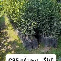 فروش نهال مرکبات رو پایه نارنج ، سیتروملو و c35|خدمات باغبانی و درختکاری|گتاب, |دیوار