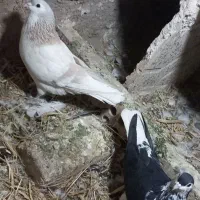 یک جفت کبوتر صده|پرنده|سبزوار, سجاد|دیوار