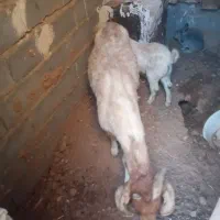 بز و بزغاله ماده