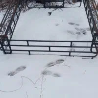 باربند دزفولی وانت نیسان