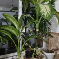 گل برای خونه