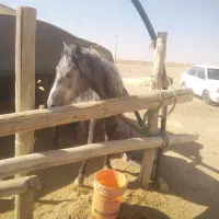 فروش اسب نر سه ساله|اسب و تجهیزات اسبسواری|خمین, |دیوار