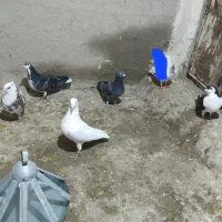 کبوتر|پرنده|شیروان (خراسان), |دیوار