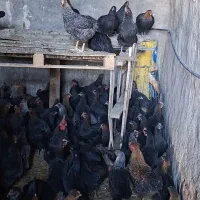 مرغ تخمگذار جوان