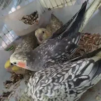 فروش  عروس هلندی  بالغ و جوجه|پرنده|تالش, هشتپر|دیوار